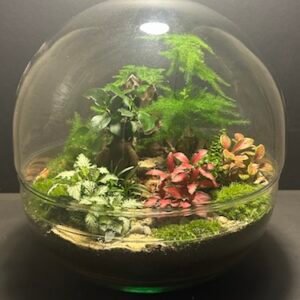 Mini-jardin T-717 Capsule XXL prix 110 € (Vendu)