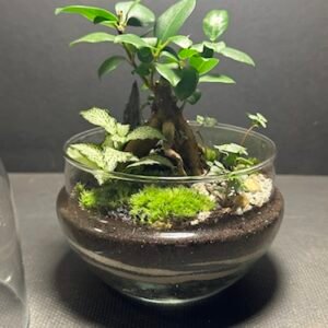 Mini-jardin T-723 prix 45 € (Vendu)