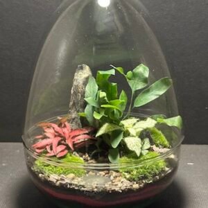 Mini-jardin T-724 prix 50 €