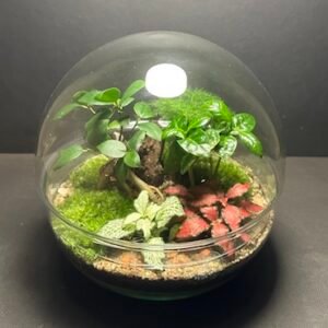Mini-jardin T-730 prix 70 € (Vendu)