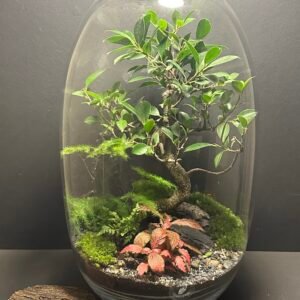 Mini-jardin T-735 prix 210 €