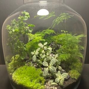Mini-jardin T-736 prix 230 €