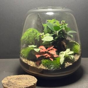 Mini-jardin T-740 prix 95 € (Vendu)